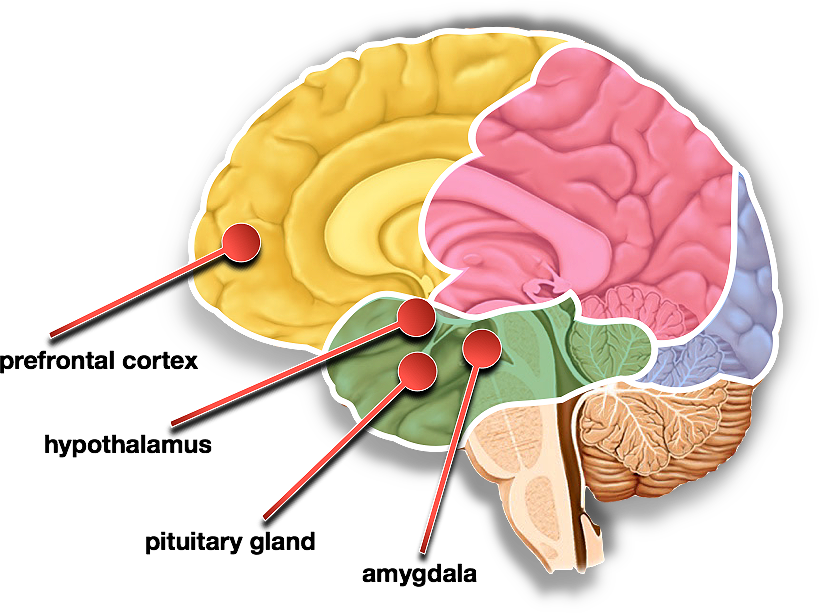 content articles brains fight or flight impulese