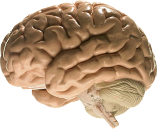 equipment brains